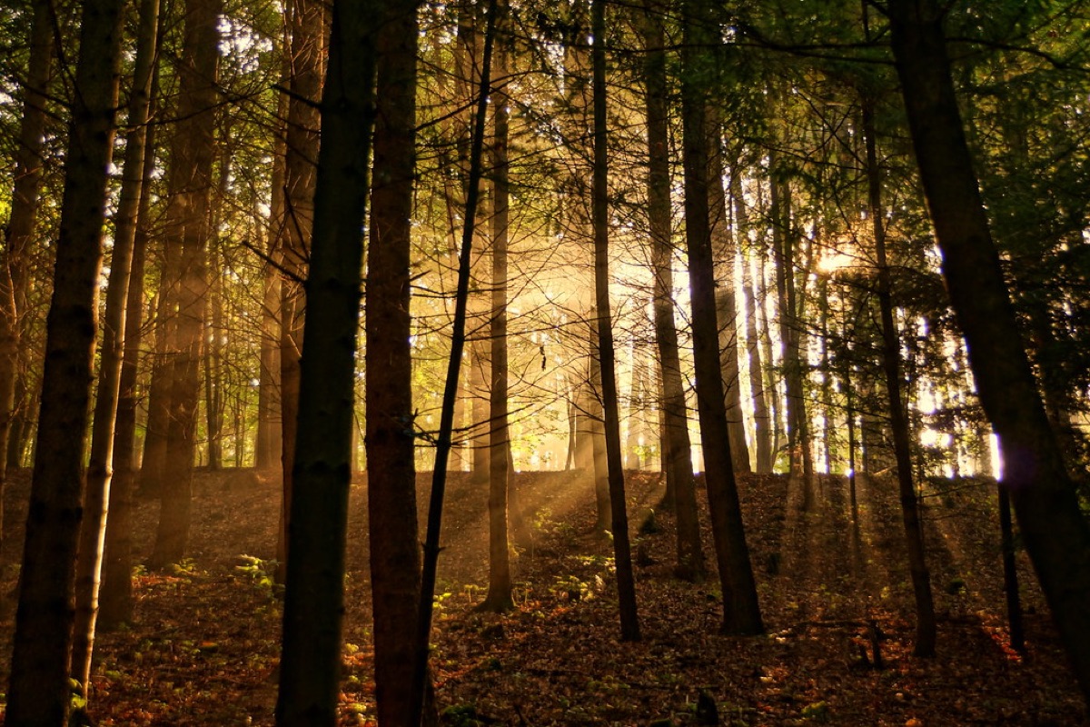 Storm season: prepping your trees