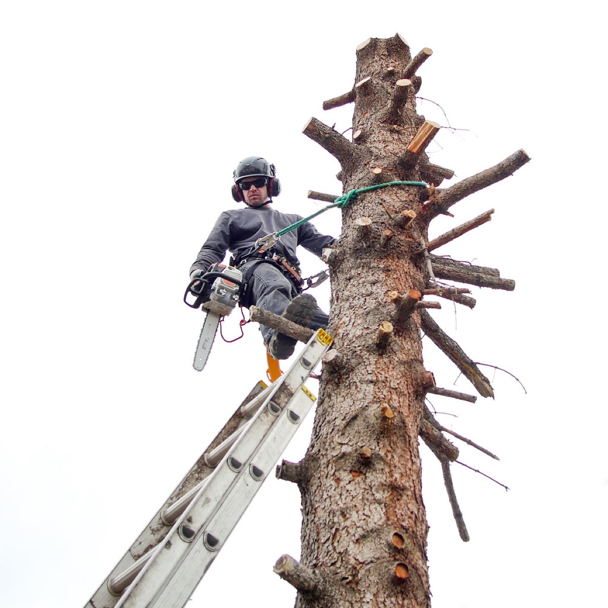 Monte's arborist working in a tree