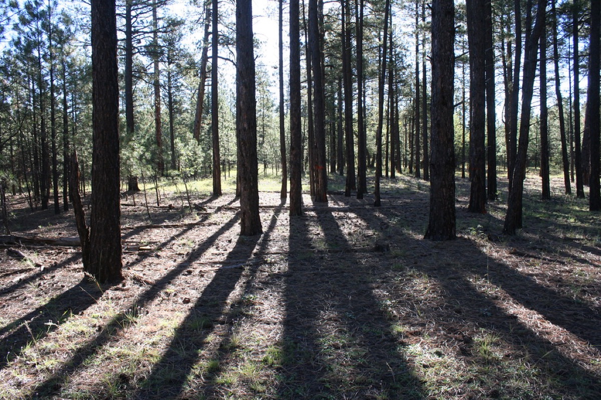 Pine forest