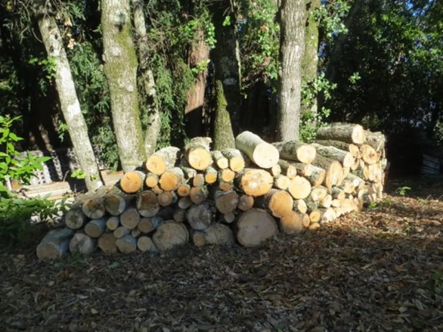 Stacked seasoned firewood