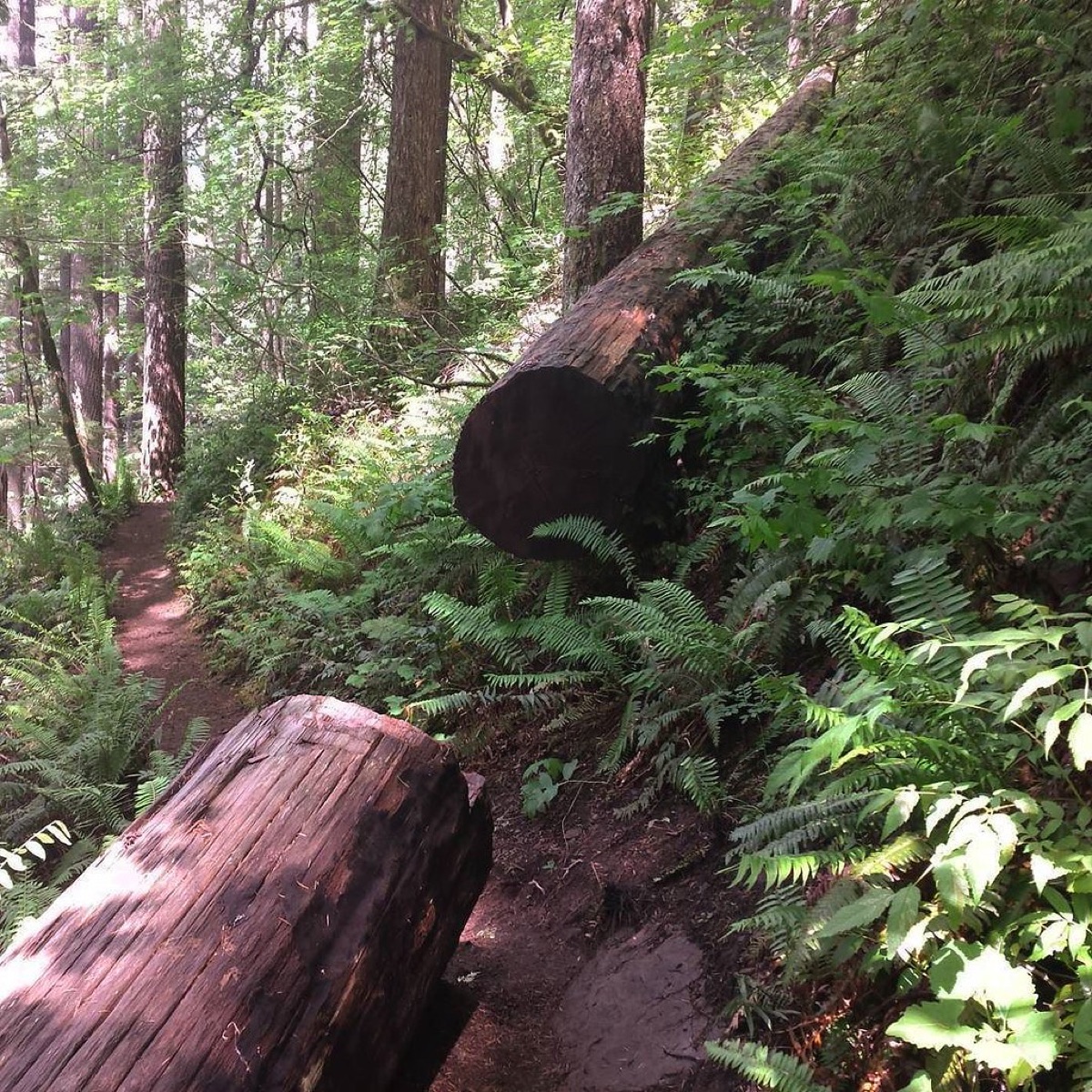Chainsaw cutting timber