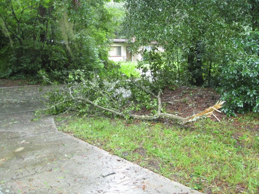 Chainsaw cutting timber