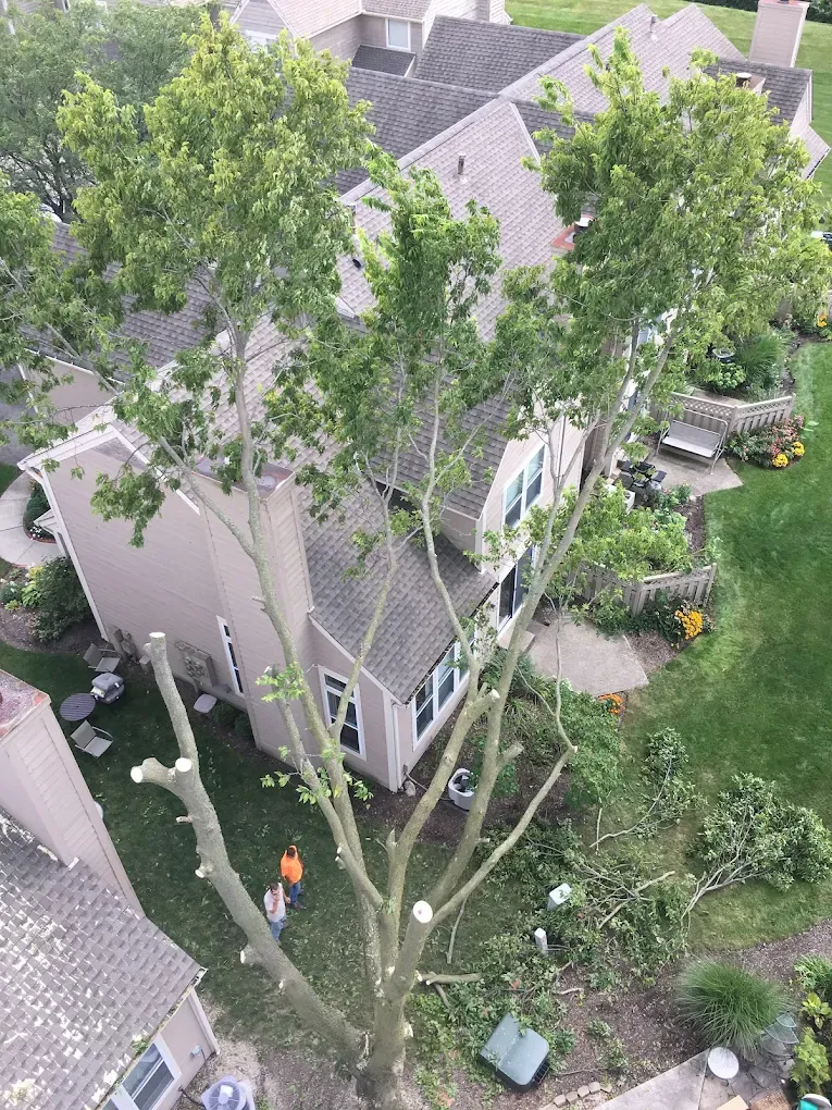 Aerial view of Monte's trimming a tall tree beside a two-story house
