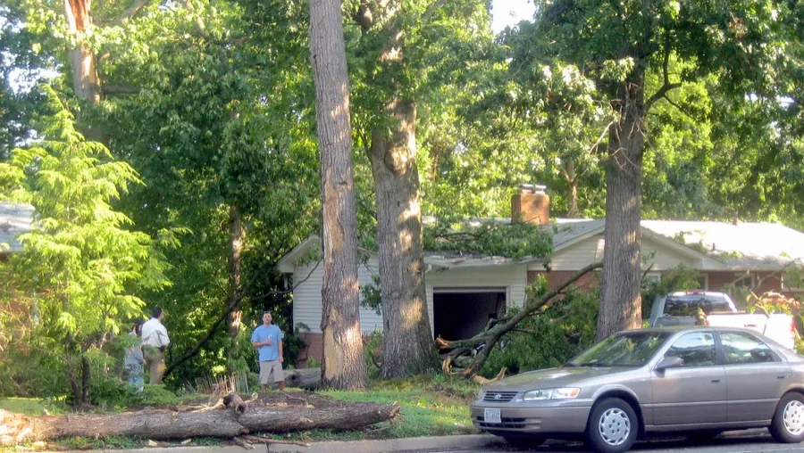 Homeowner filming a fallen tree in their yard for a video quote